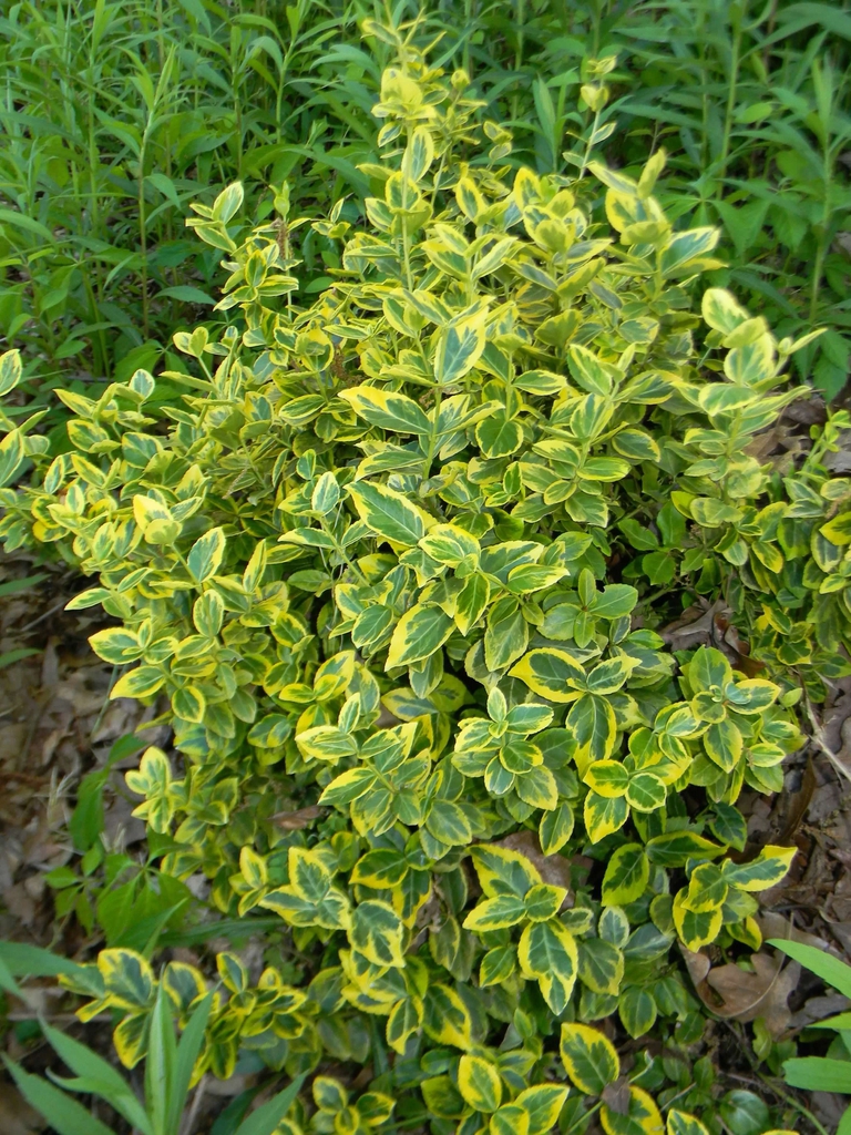 Euonymus fortunei