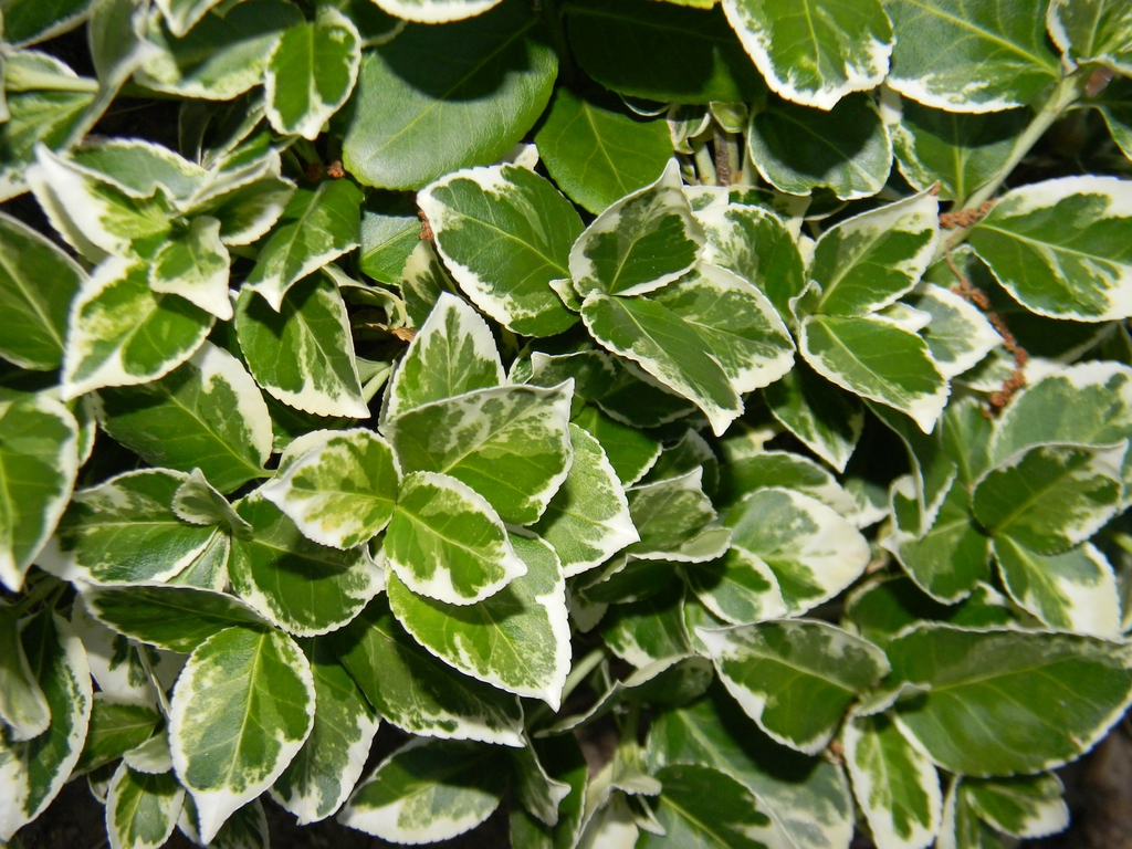 Leaves Close-Up (Buncombe County,NC)