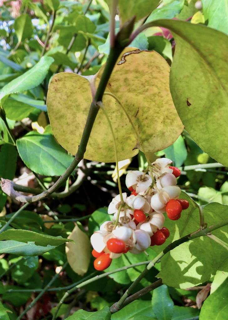 pink capsules open and showing red berries