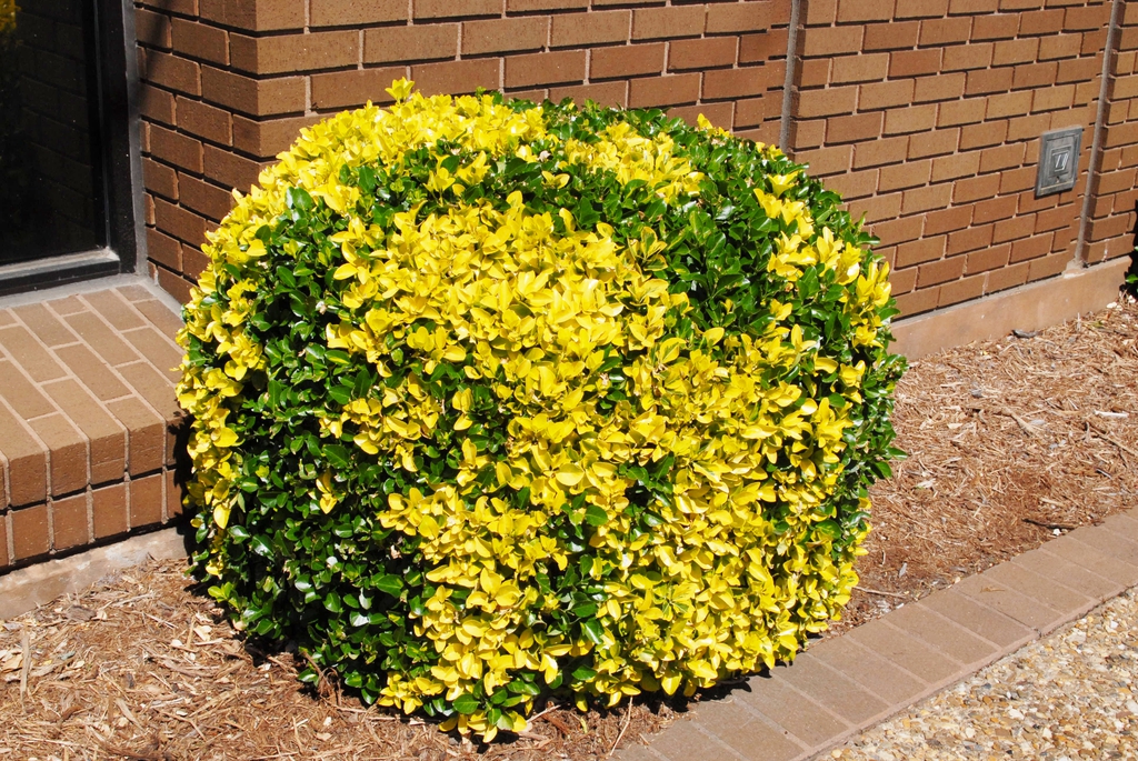 Euonymus japonicus