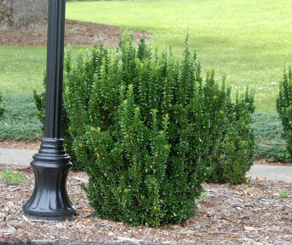 Euonymus japonicus