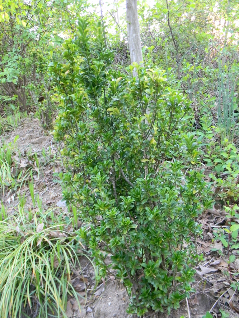 Euonymus japonicus