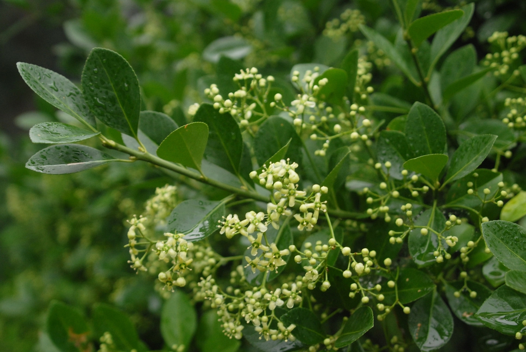 Euonymus japonicus