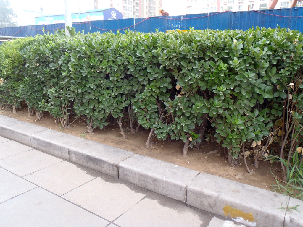 Euonymus japonicus