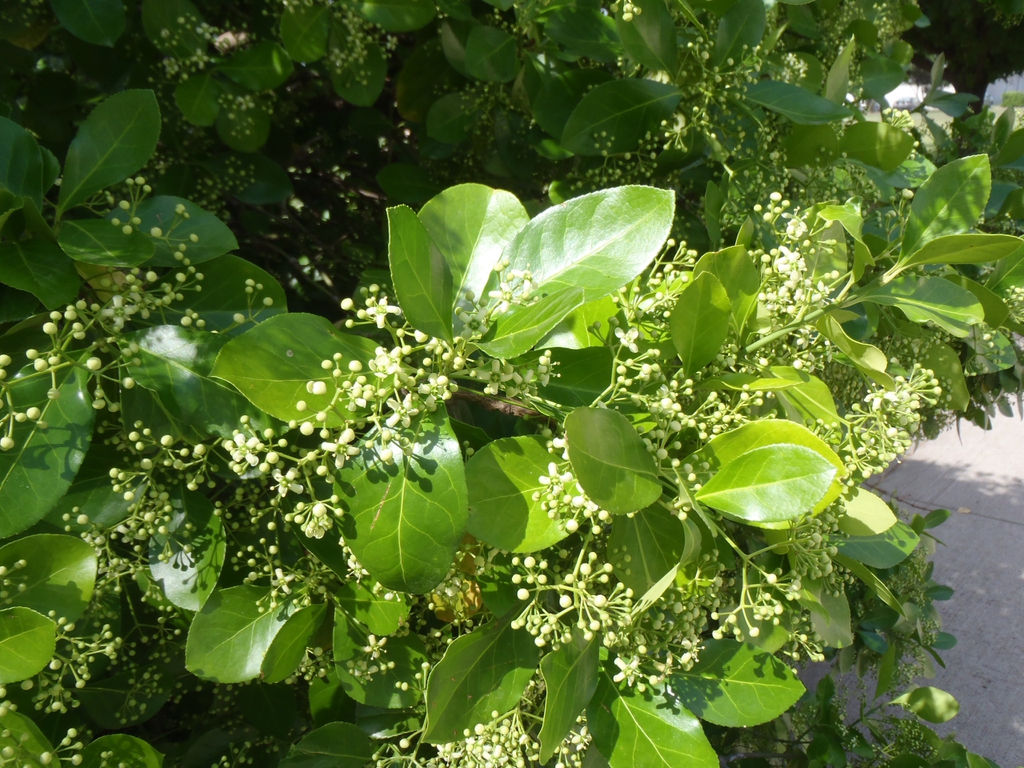 Euonymus kiautschovicus 'Manhattan'
