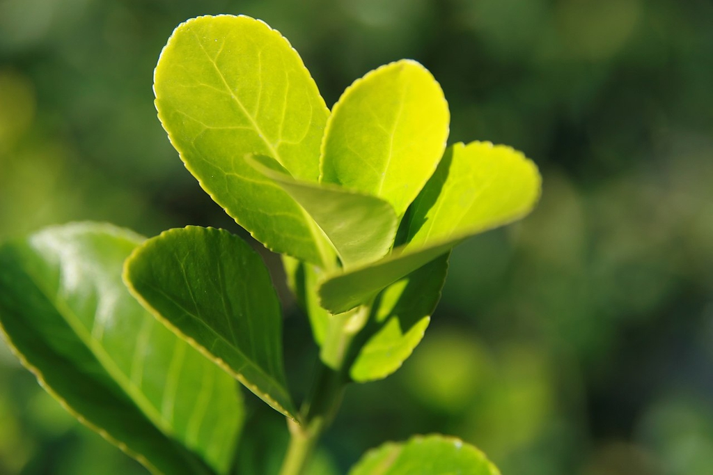 Leaf closeup