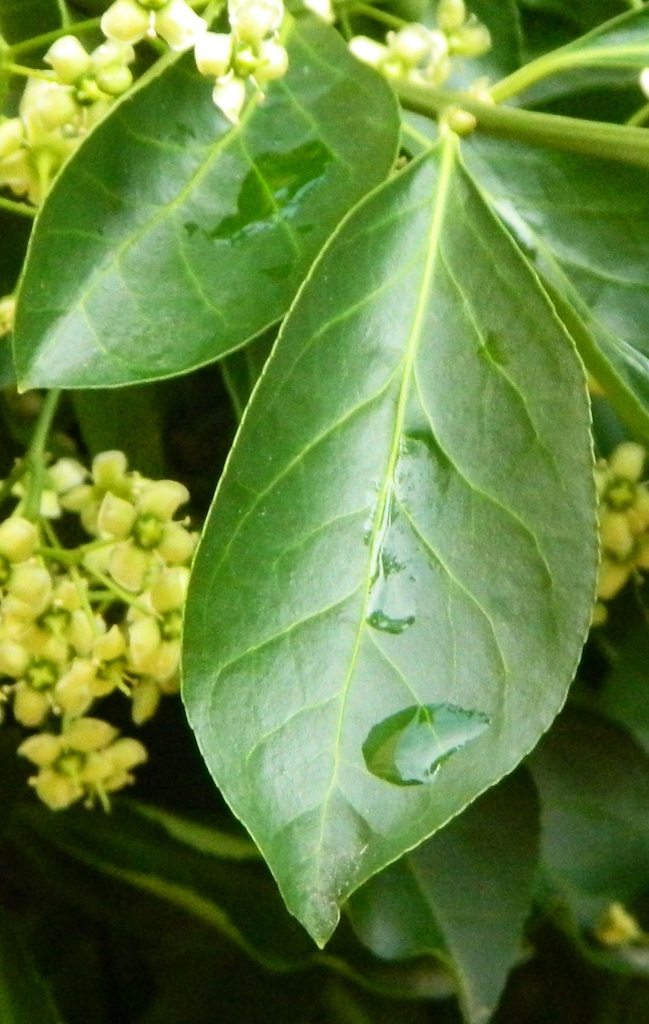 Euonymus fortunei