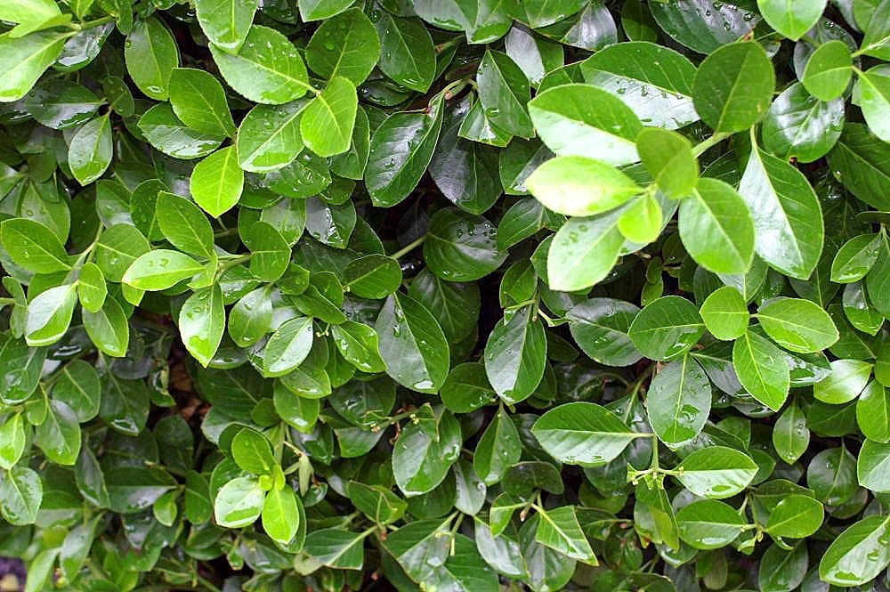 Branches