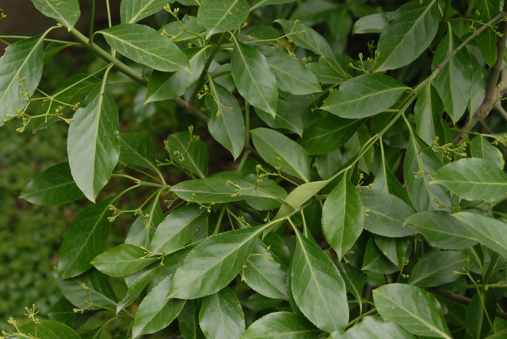 Euonymus kiautschovicus