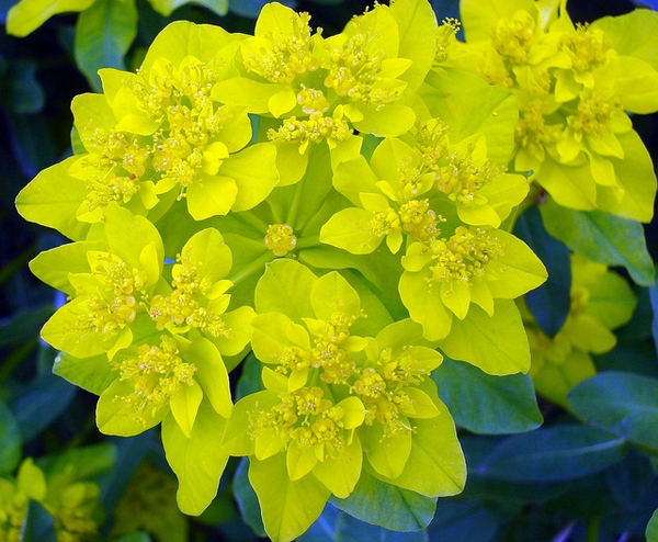 Euphorbia polychroma