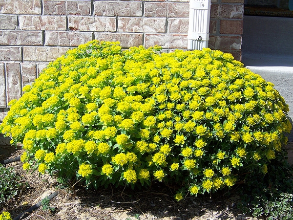 Euphorbia polychroma