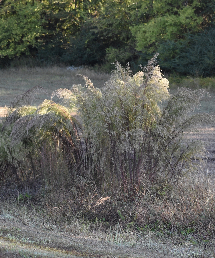 Upright stems with drooping terminal branches with gray fruits.