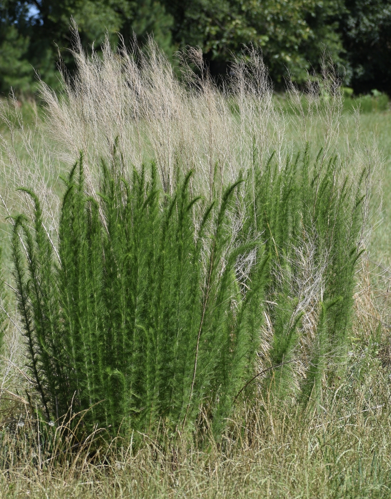 Upright stems clothed in fine, hair-like leaves.