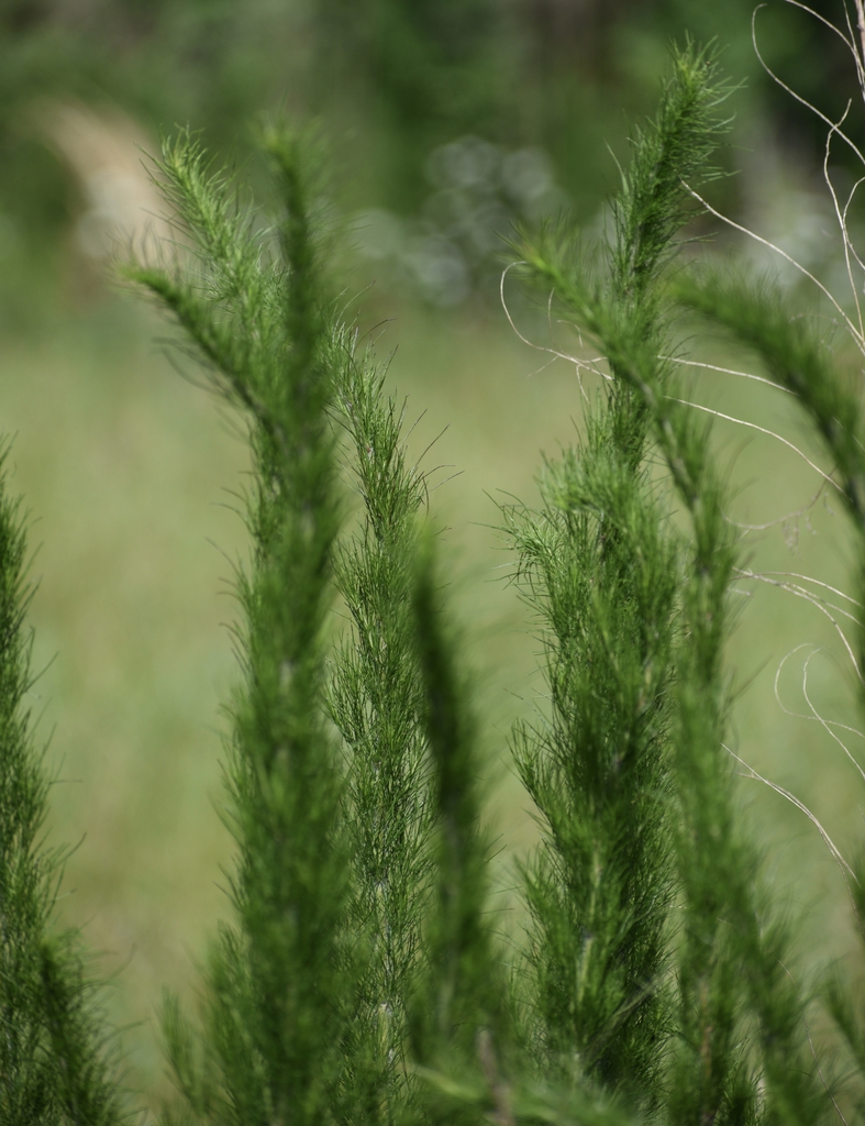 Upright stems clothed in fine, hair-like leaves.