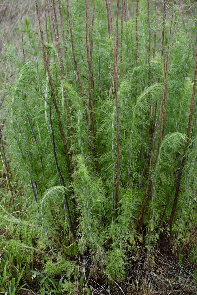 Upright stems clothed in fine, hair-like leaves.