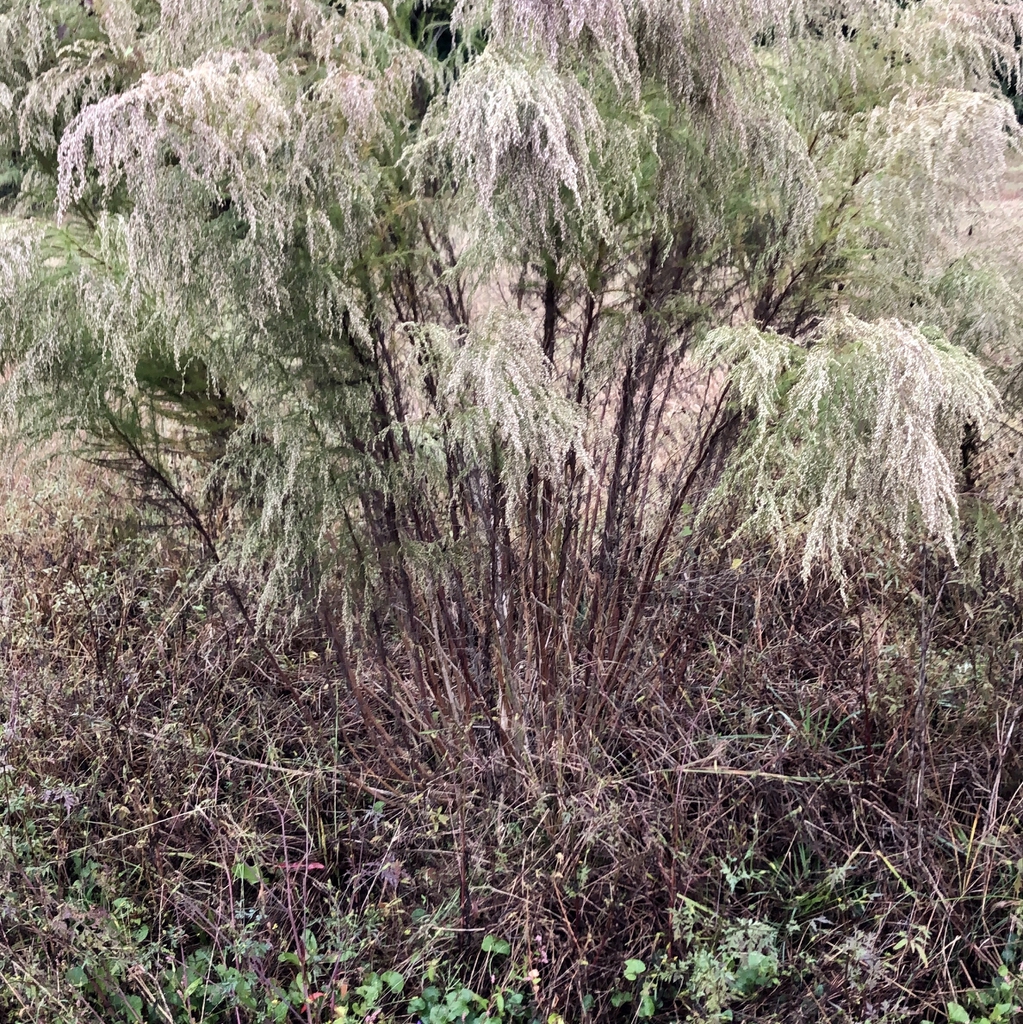 Upright stems with drooping terminal branches with gray fruits.