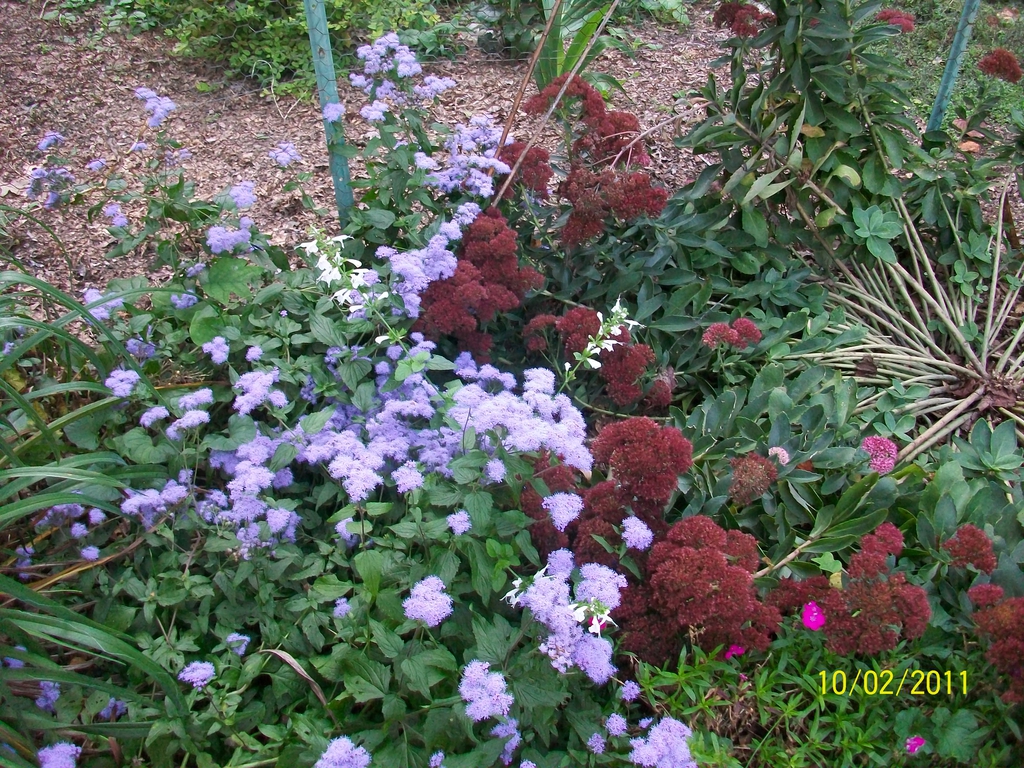 white blooms with sedum, fall, Iredell County, NC