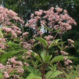 Eupatorium dubium
