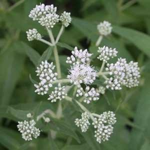 Eupatorium perfoliatum