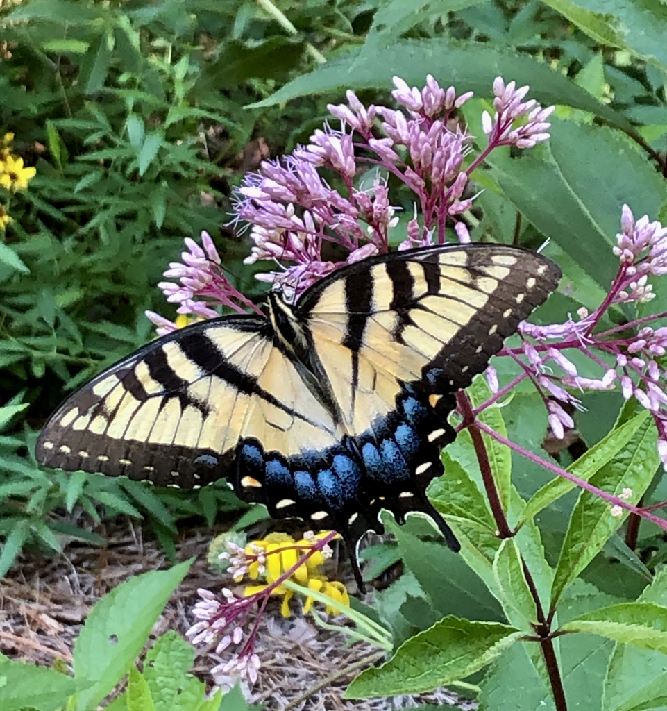 Eupatorium Maculatum