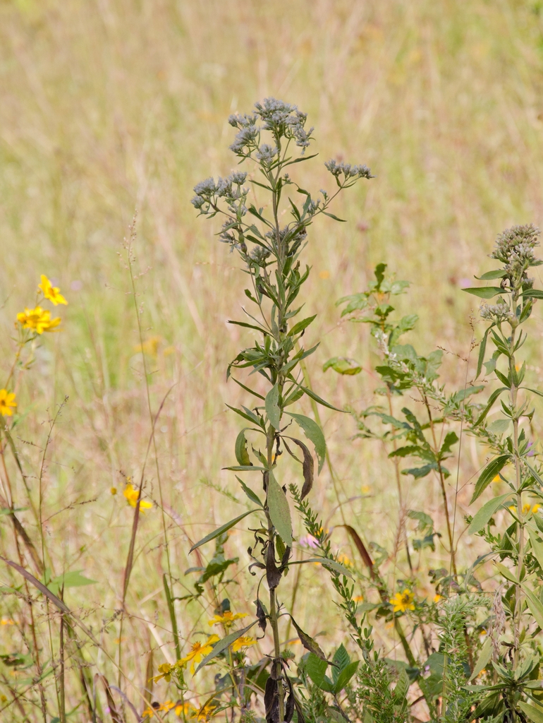Form of the plant in bloom