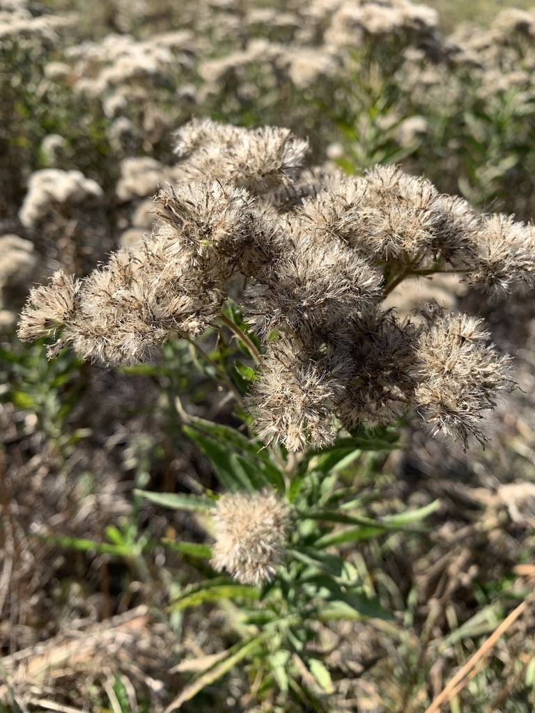 Achenes forming late October