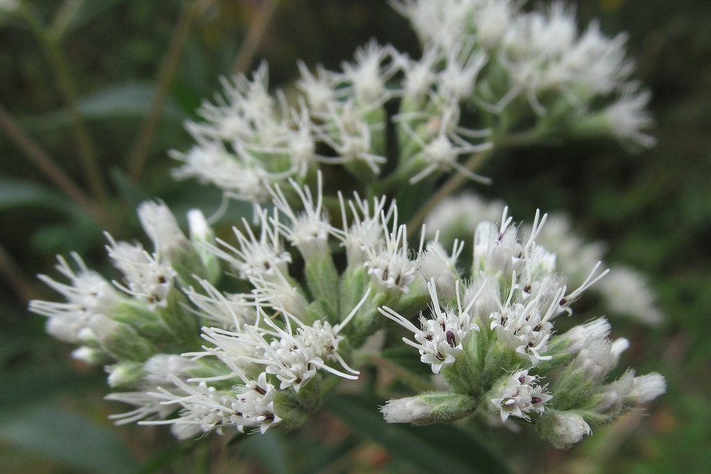 Many white disc flowers with long stamens