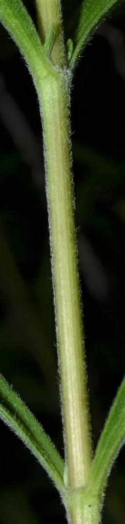 Green stem with whitish hairs