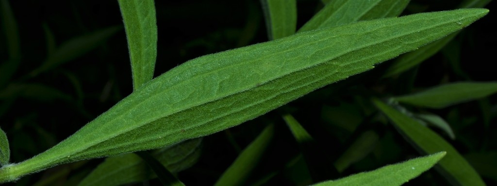 Underside of leaf with short whitish hairs