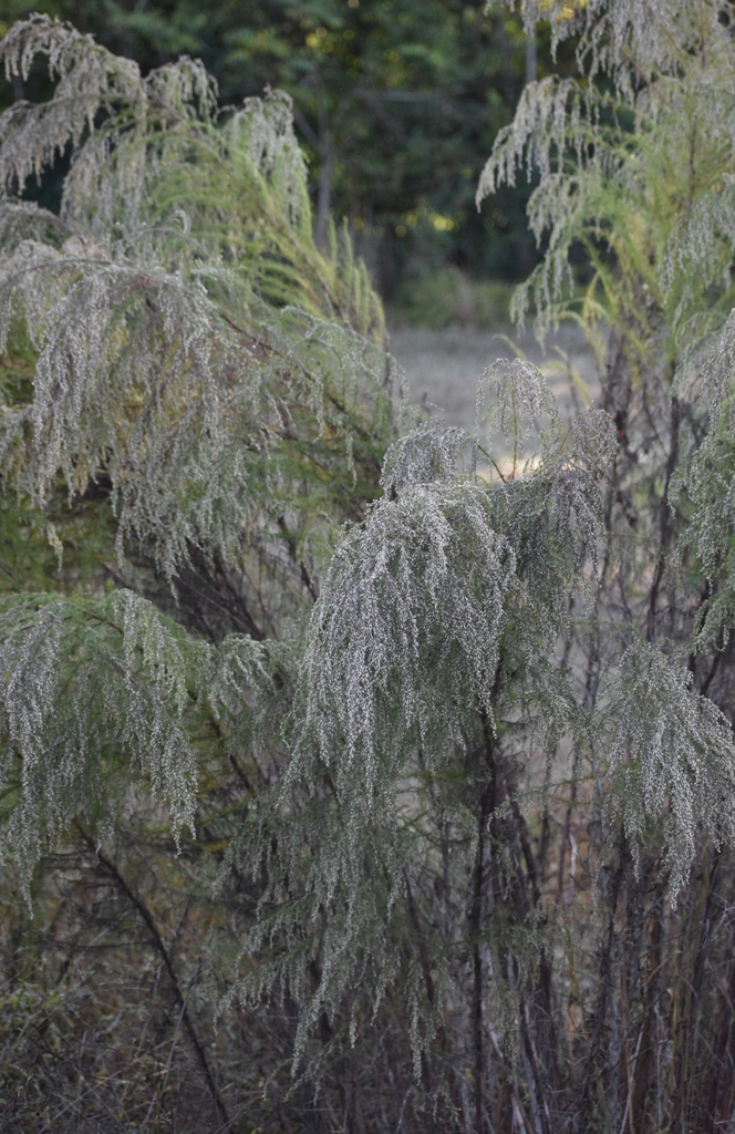 Upright stems with drooping terminal branches with gray fruits.