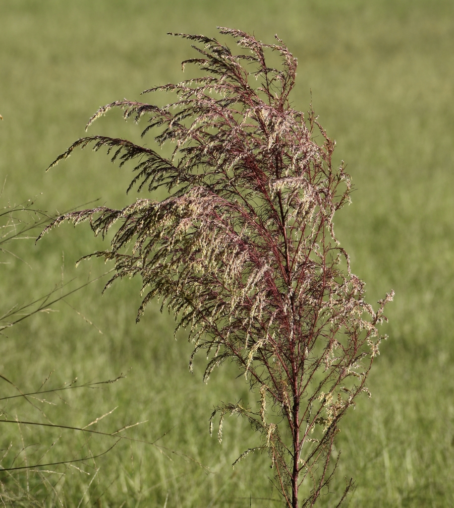 Close-up of brown leaves & inflorescences
