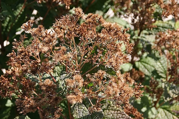 Eutrochium dubium