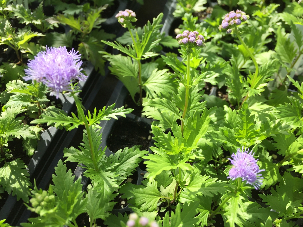 Eupatorium greggii 'Blue Mist' leaves and bloom
