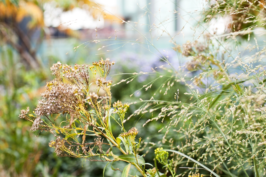 Seedheads