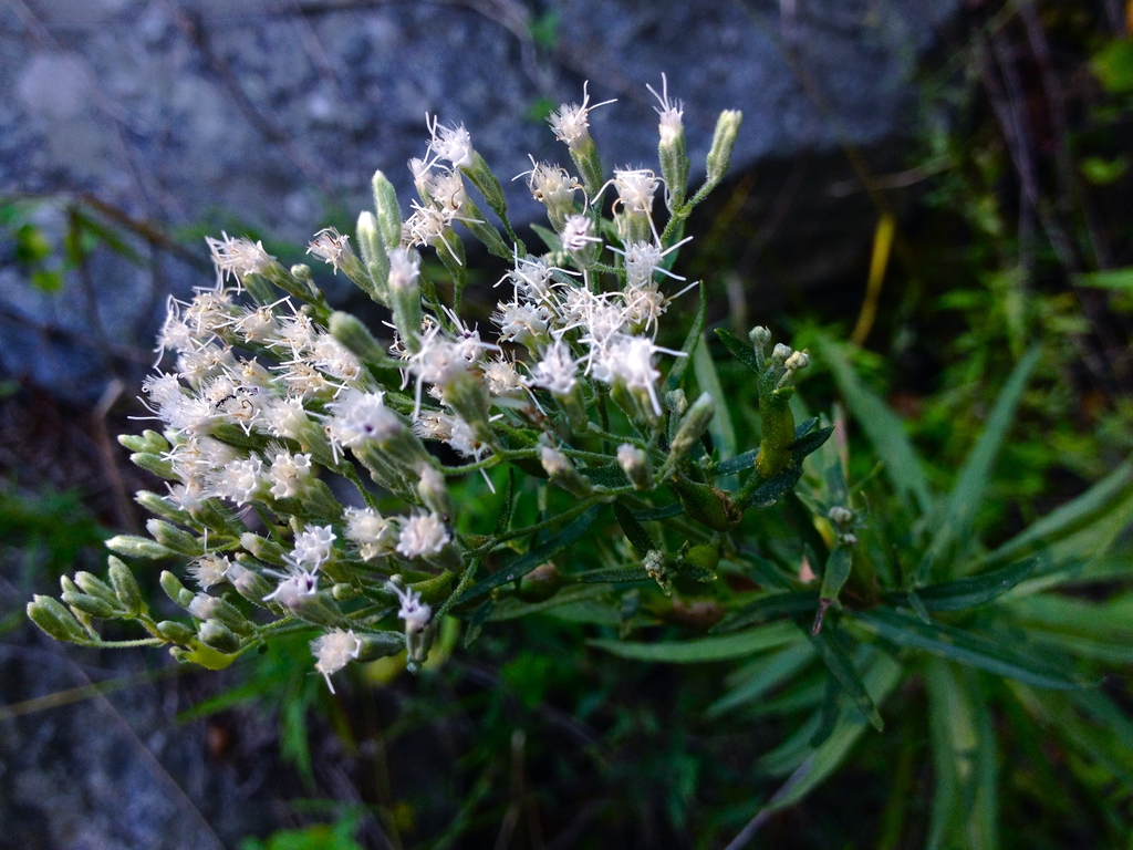 Flower detail