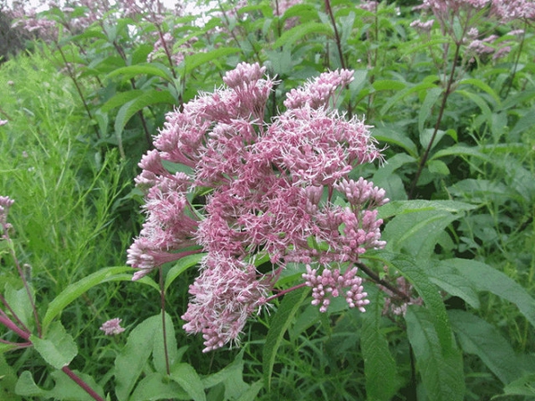 Eupatorium maculatum