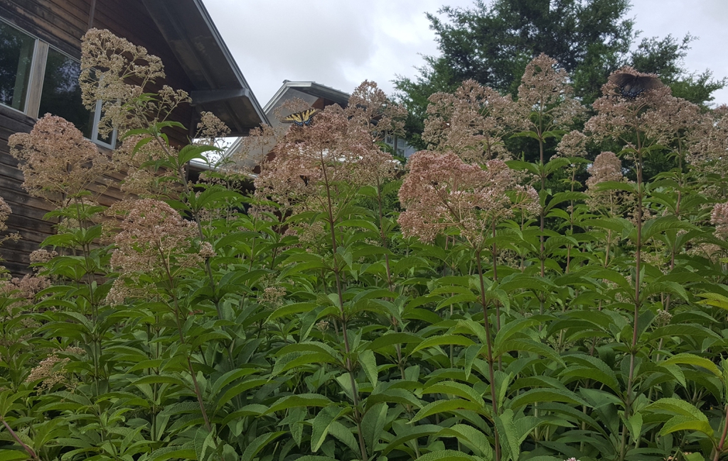 Eutrochium maculatum,  clump with butterflies