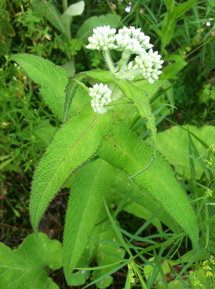 Leaves