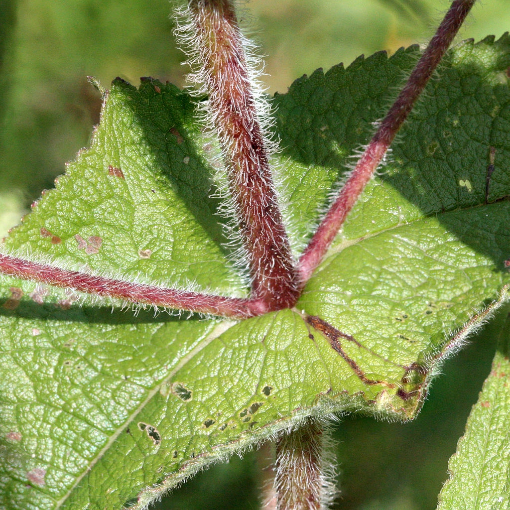 Stems and leaves