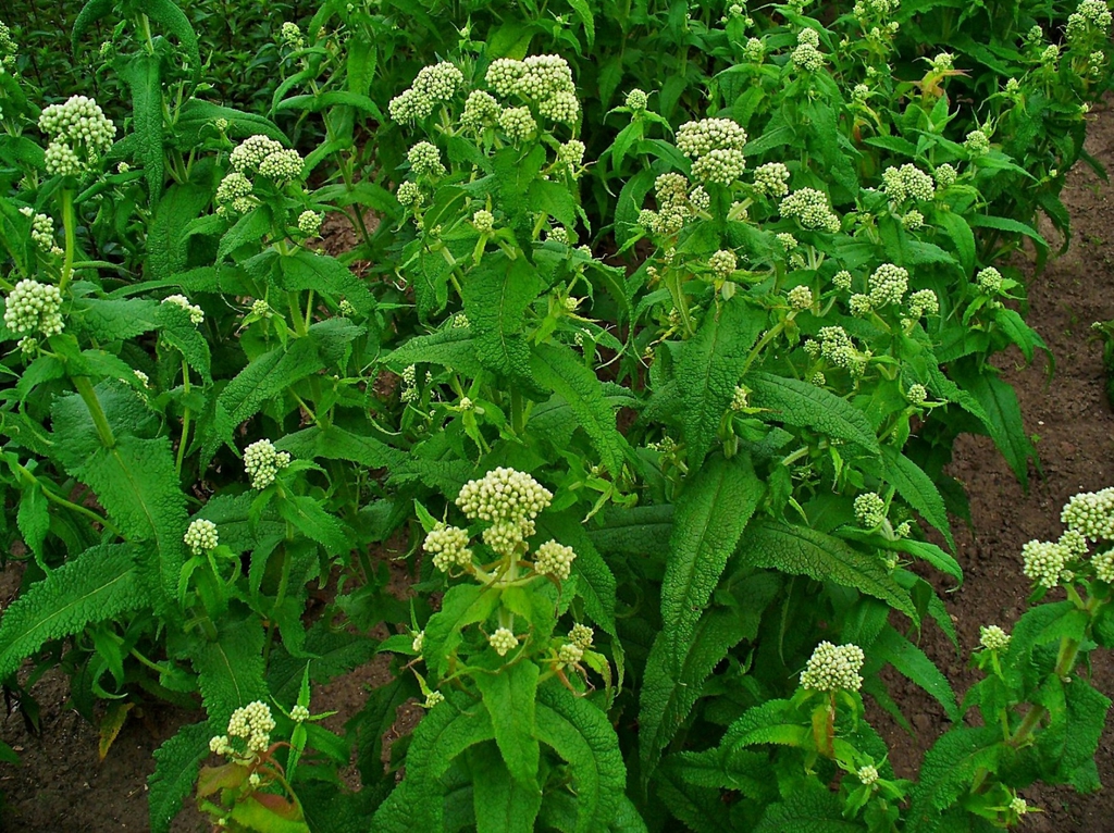 Form