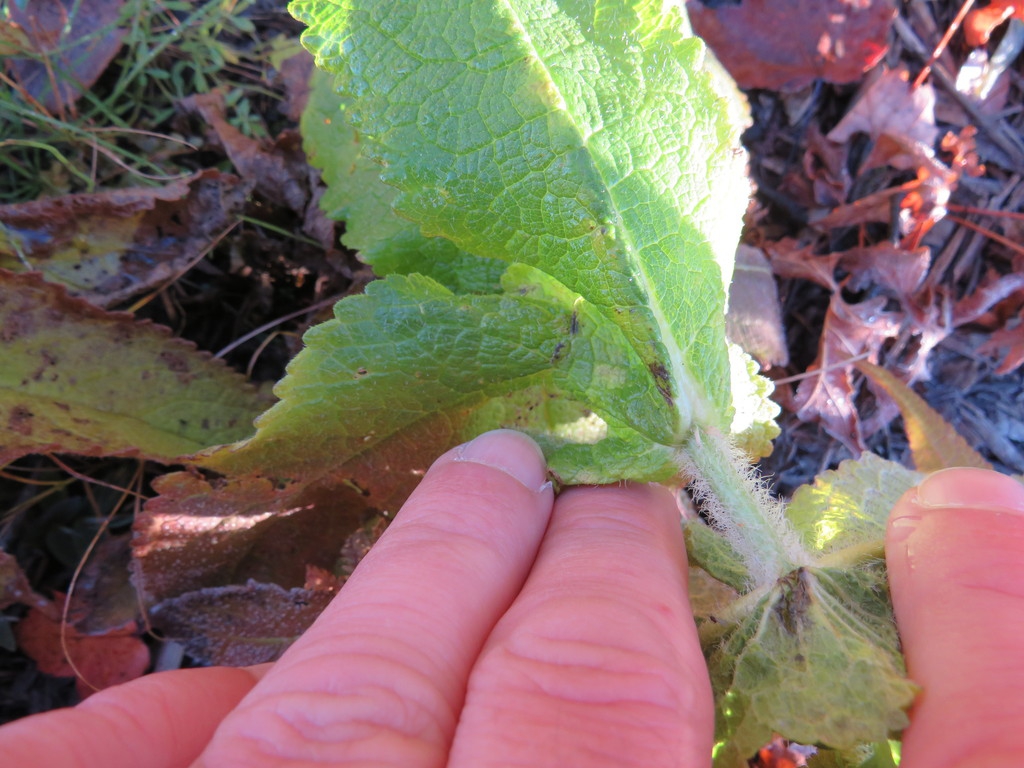 Underside of leaf