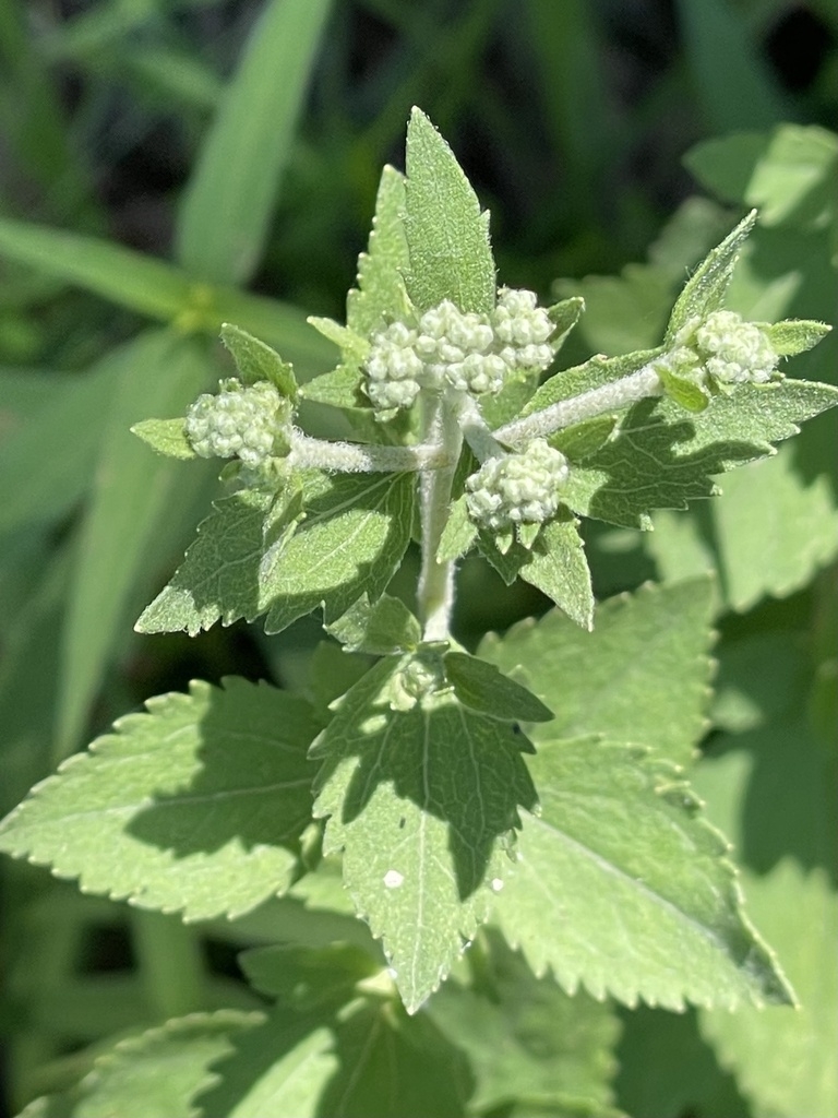 Flower buds