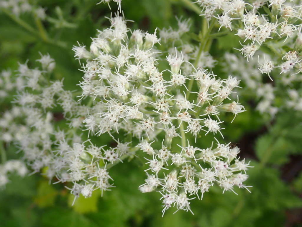 Flower detail