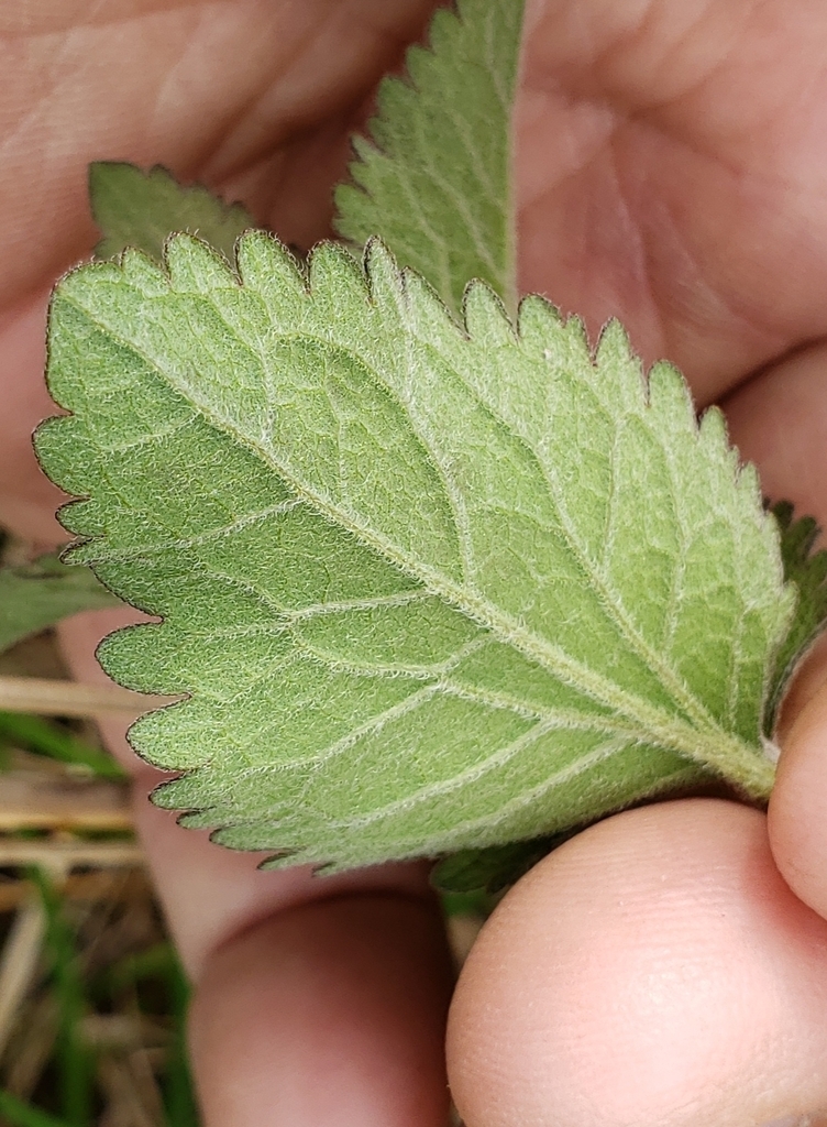 Underside of leaf