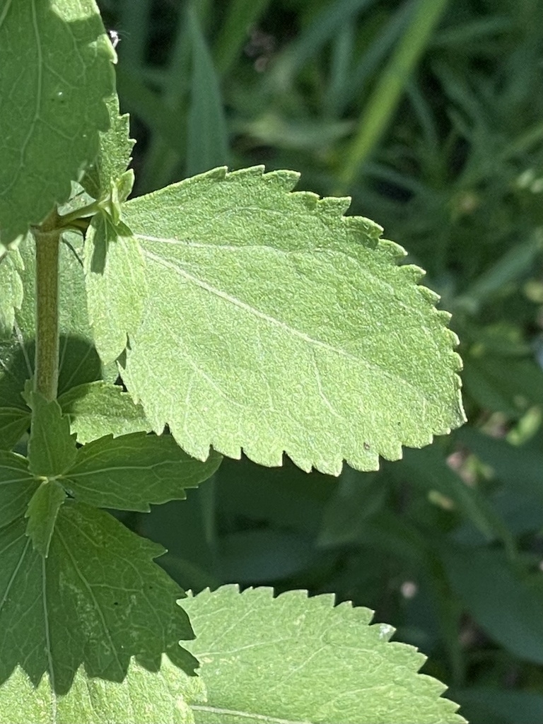 Leaf detail