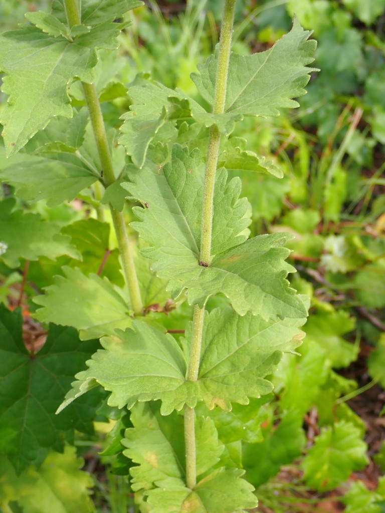 Stem and leaf attachment