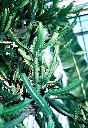 Euphorbia lactea
