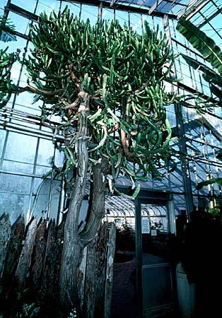 Euphorbia lactea