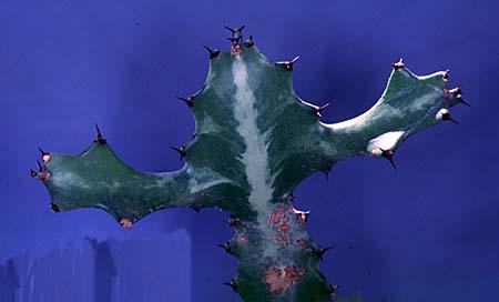 Euphorbia lactea