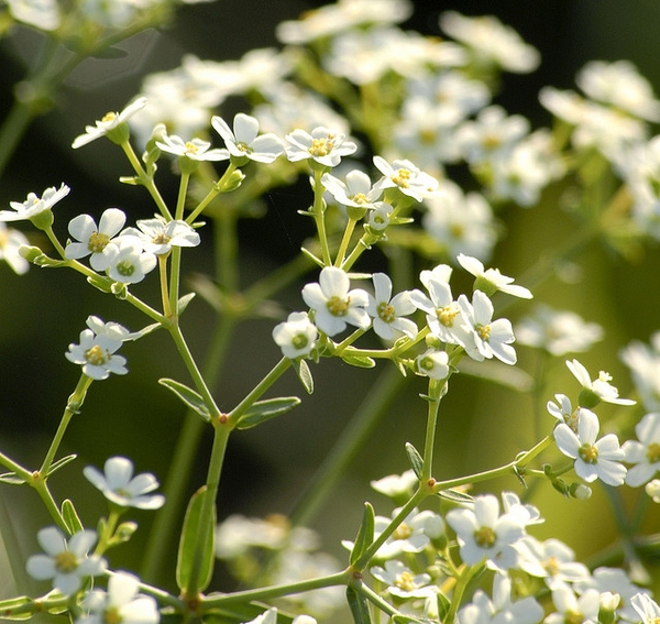 Euphorbia corollata